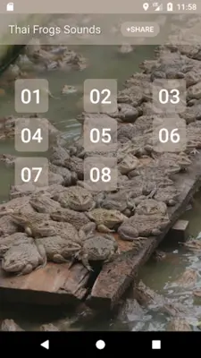 Thai Frogs Sounds android App screenshot 2